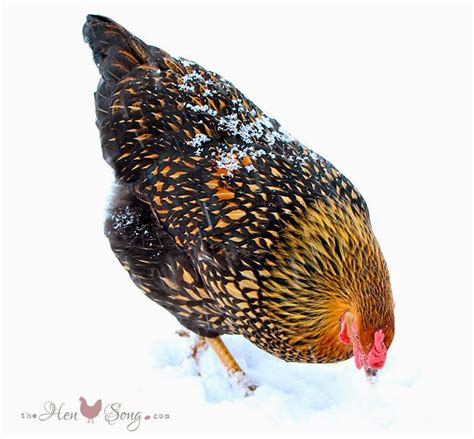 cold resistant chicken breeds